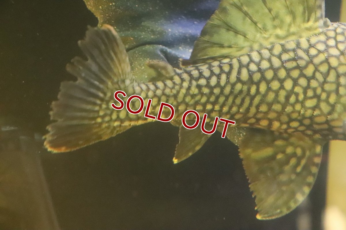 画像3: 【淡水魚】【通販】No1 大きい フルスポットロイヤルプレコ ワイルド【個体販売】(±25cm)(プレコ)(生体)(熱帯魚)NKP (3)