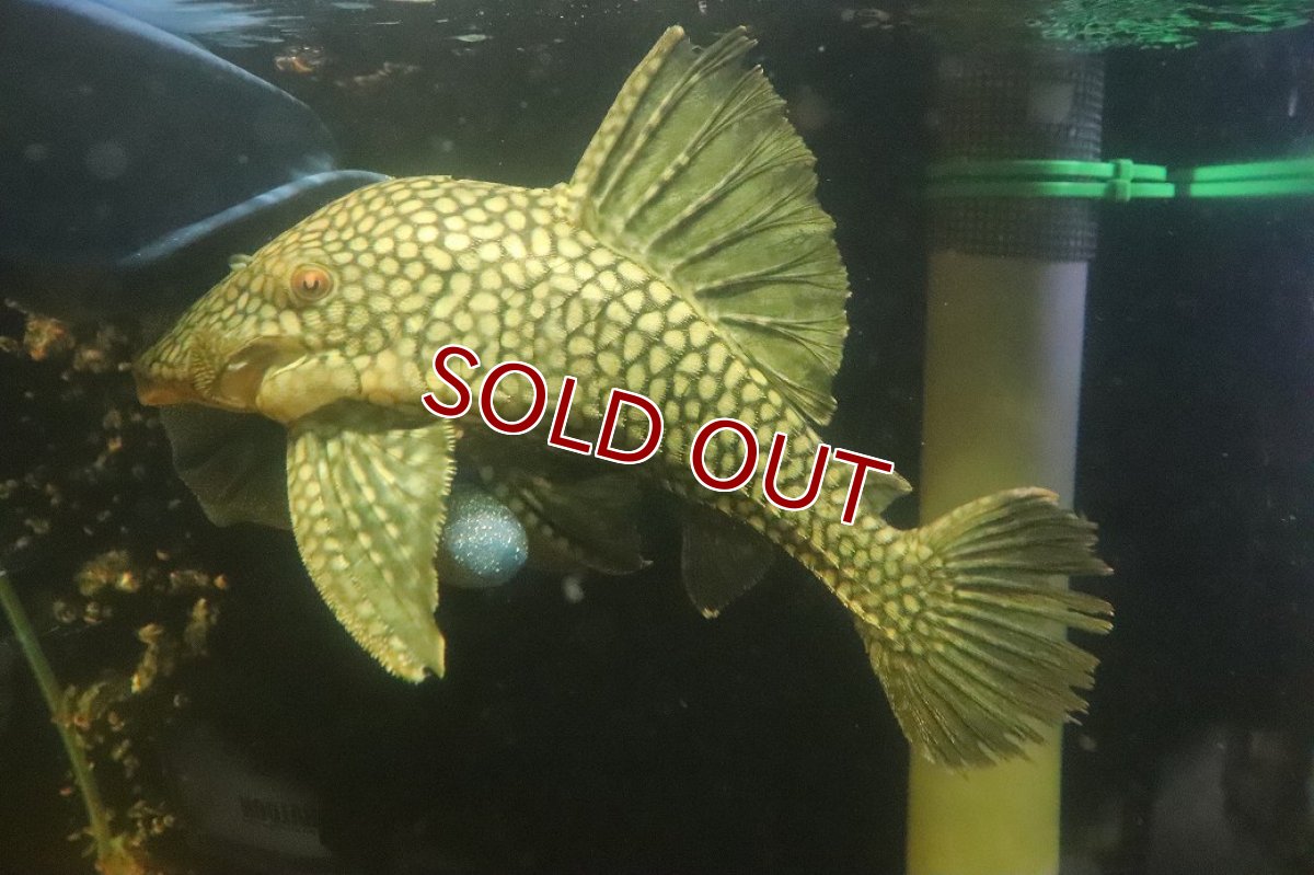 画像4: 【淡水魚】【通販】No1 大きい フルスポットロイヤルプレコ ワイルド【個体販売】(±25cm)(プレコ)(生体)(熱帯魚)NKP (4)