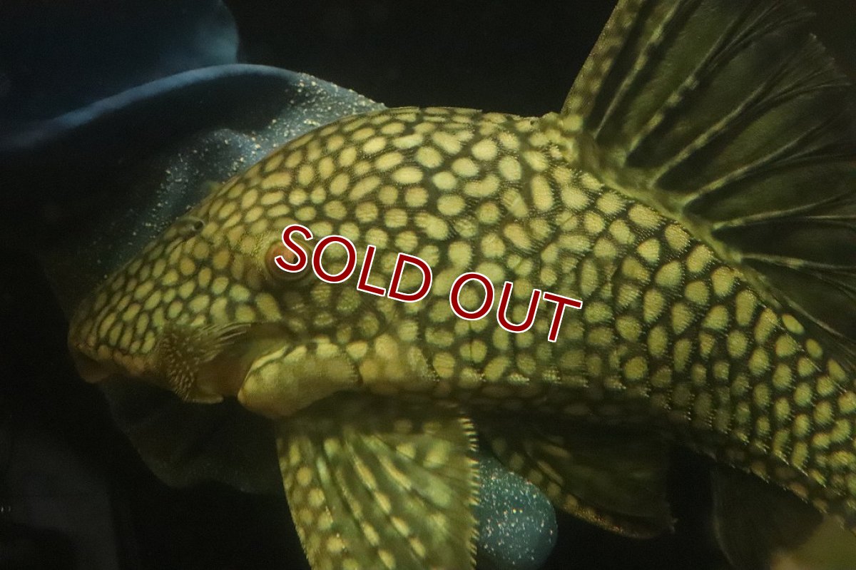 画像5: 【淡水魚】【通販】No1 大きい フルスポットロイヤルプレコ ワイルド【個体販売】(±25cm)(プレコ)(生体)(熱帯魚)NKP (5)