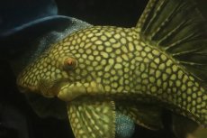 画像5: 【淡水魚】【通販】No1 大きい フルスポットロイヤルプレコ ワイルド【個体販売】(±25cm)(プレコ)(生体)(熱帯魚)NKP (5)