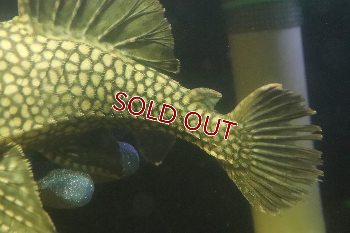 画像6: 【淡水魚】【通販】No1 大きい フルスポットロイヤルプレコ ワイルド【個体販売】(±25cm)(プレコ)(生体)(熱帯魚)NKP (6)