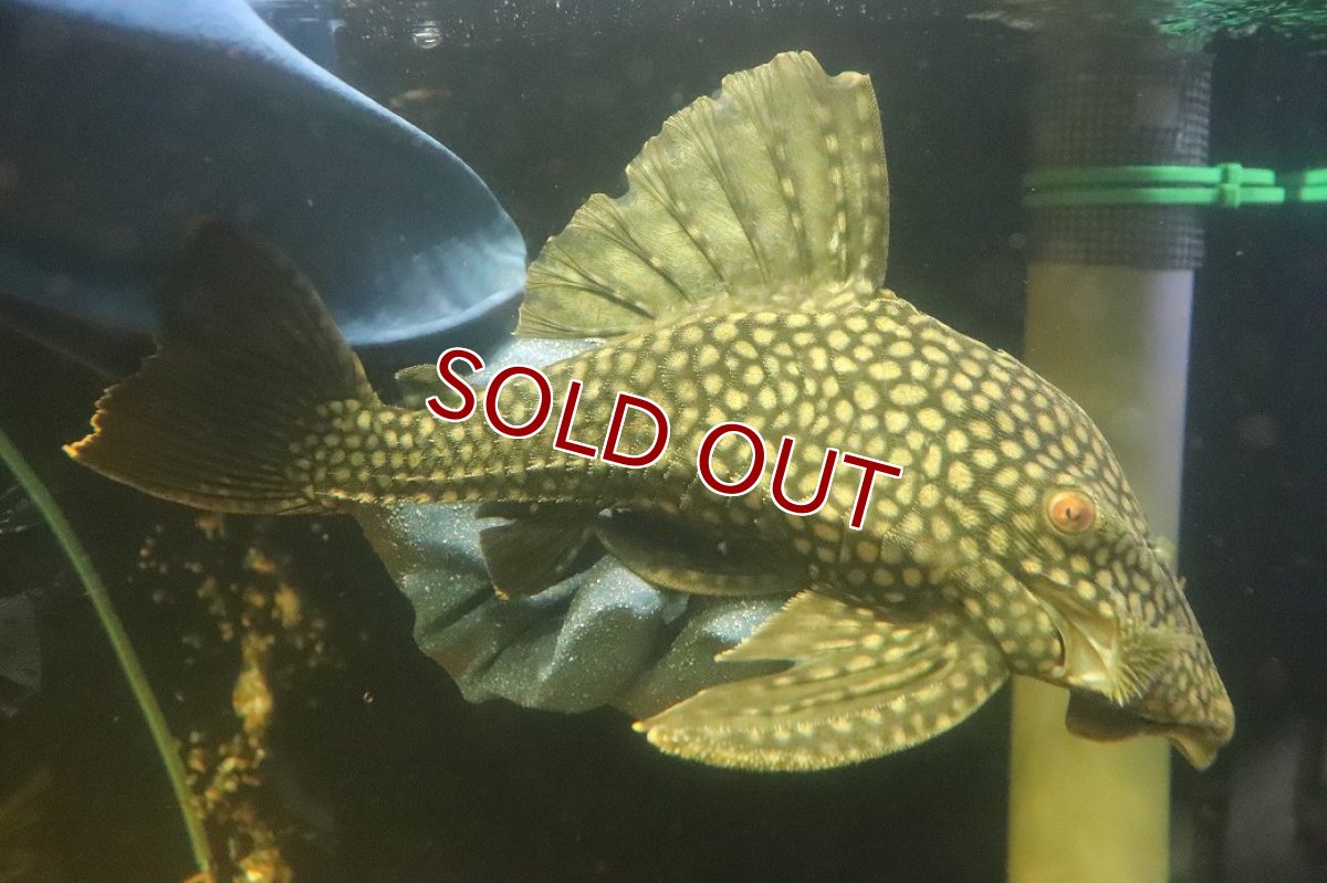 画像1: 【淡水魚】【通販】No2 大きい フルスポットロイヤルプレコ ワイルド【個体販売】(±28cm)(プレコ)(生体)(熱帯魚)NKP (1)