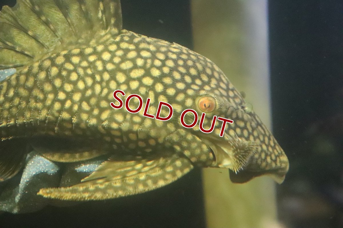 画像2: 【淡水魚】【通販】No2 大きい フルスポットロイヤルプレコ ワイルド【個体販売】(±28cm)(プレコ)(生体)(熱帯魚)NKP (2)