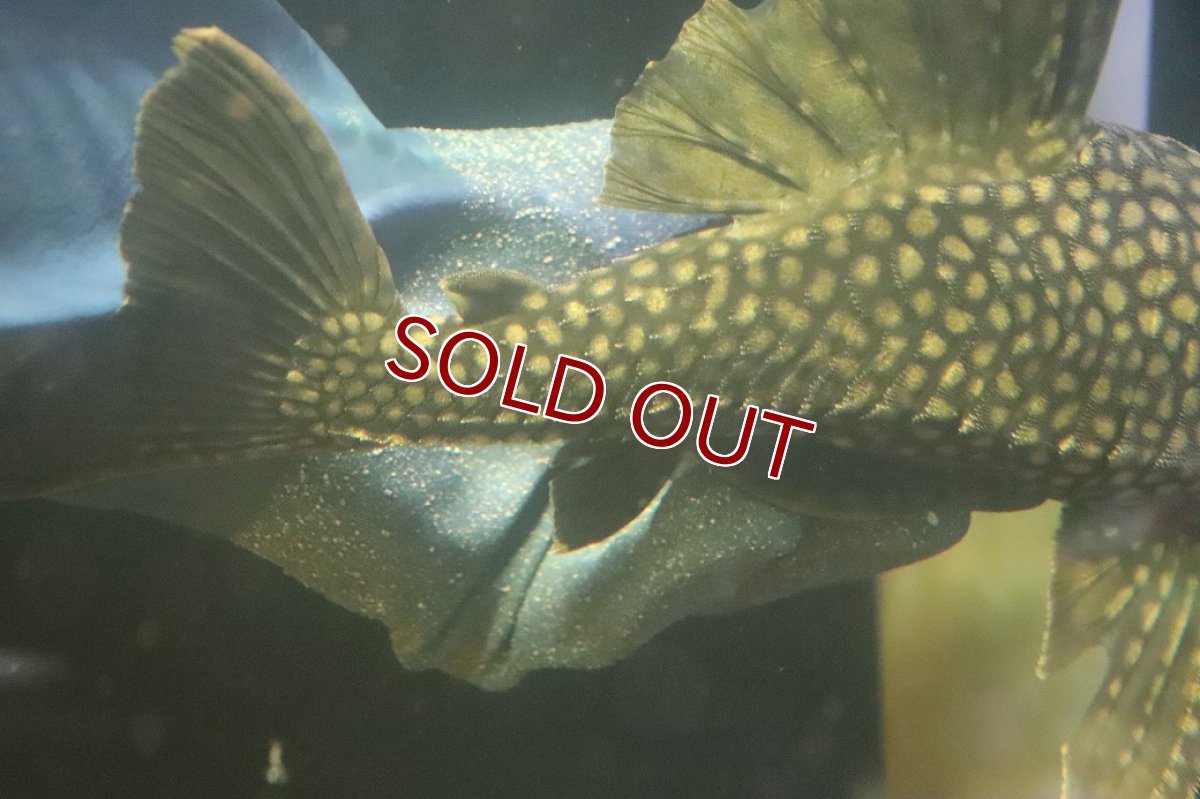 画像3: 【淡水魚】【通販】No2 大きい フルスポットロイヤルプレコ ワイルド【個体販売】(±28cm)(プレコ)(生体)(熱帯魚)NKP (3)