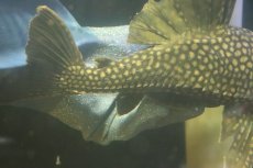 画像3: 【淡水魚】【通販】No2 大きい フルスポットロイヤルプレコ ワイルド【個体販売】(±28cm)(プレコ)(生体)(熱帯魚)NKP (3)
