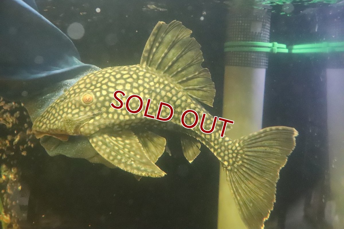 画像4: 【淡水魚】【通販】No2 大きい フルスポットロイヤルプレコ ワイルド【個体販売】(±28cm)(プレコ)(生体)(熱帯魚)NKP (4)