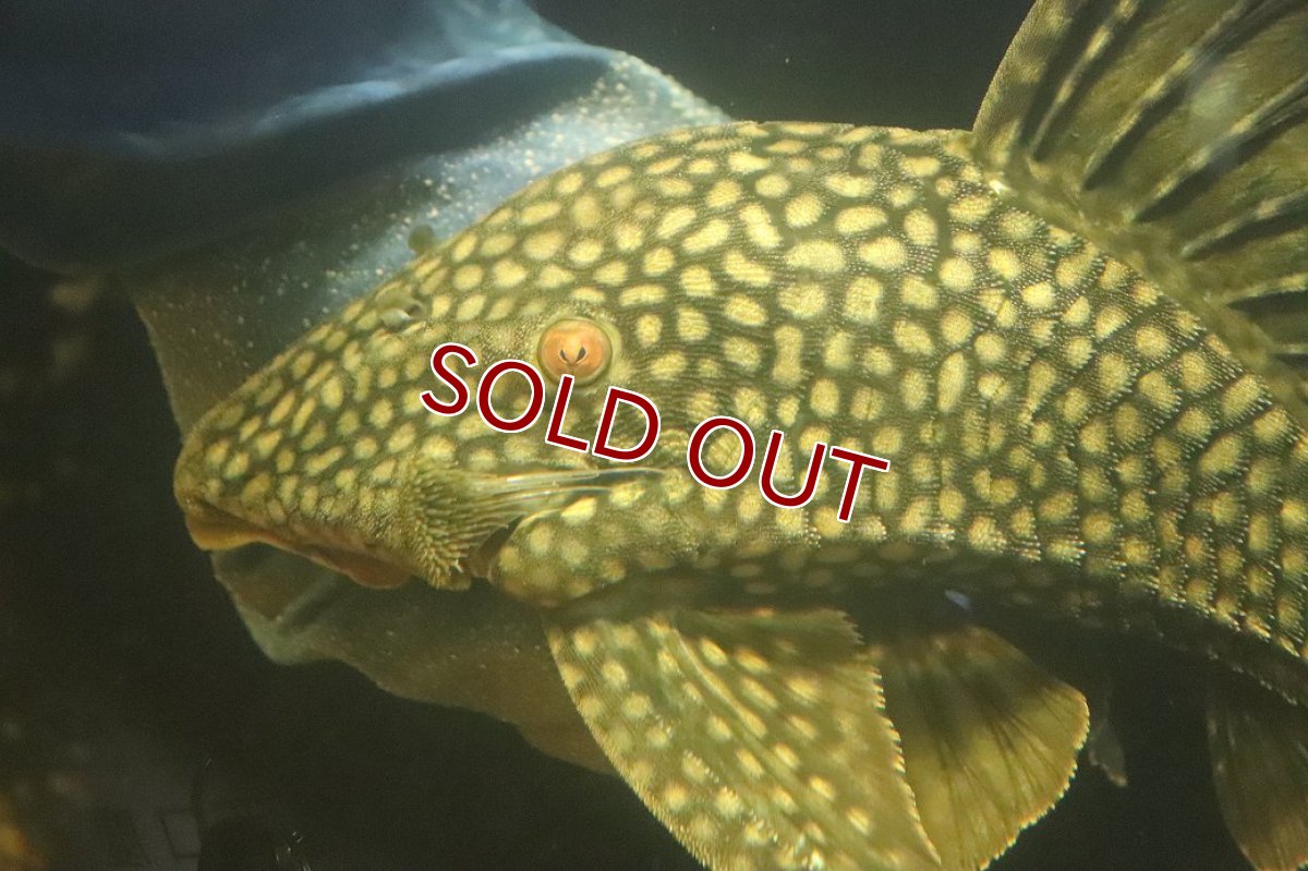 画像5: 【淡水魚】【通販】No2 大きい フルスポットロイヤルプレコ ワイルド【個体販売】(±28cm)(プレコ)(生体)(熱帯魚)NKP (5)