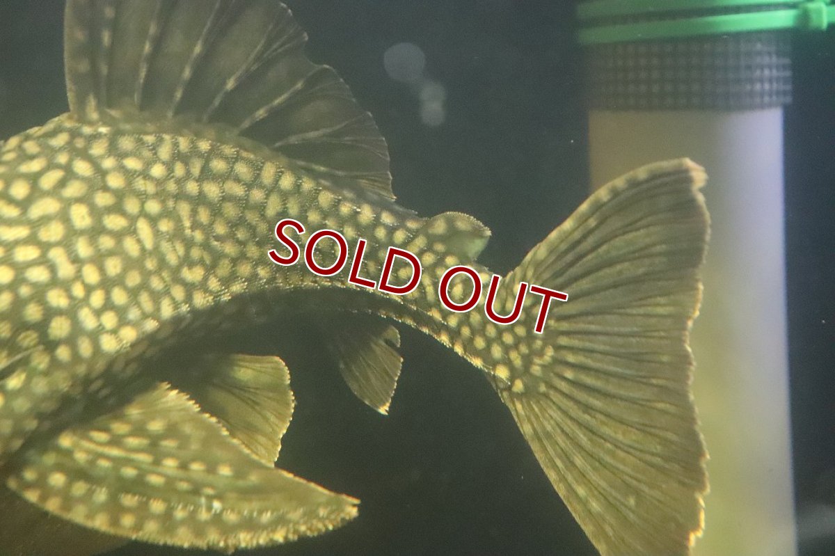 画像6: 【淡水魚】【通販】No2 大きい フルスポットロイヤルプレコ ワイルド【個体販売】(±28cm)(プレコ)(生体)(熱帯魚)NKP (6)