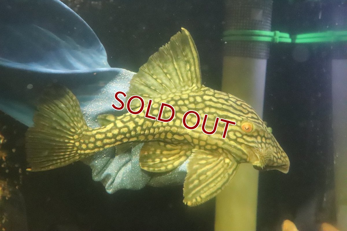 画像1: 【淡水魚】【通販】No1 大きめハーフポットロイヤルプレコ ワイルド【個体販売】(±22cm)(プレコ)(生体)(熱帯魚)NKP (1)