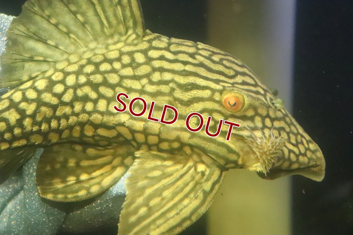 画像2: 【淡水魚】【通販】No1 大きめハーフポットロイヤルプレコ ワイルド【個体販売】(±22cm)(プレコ)(生体)(熱帯魚)NKP (2)