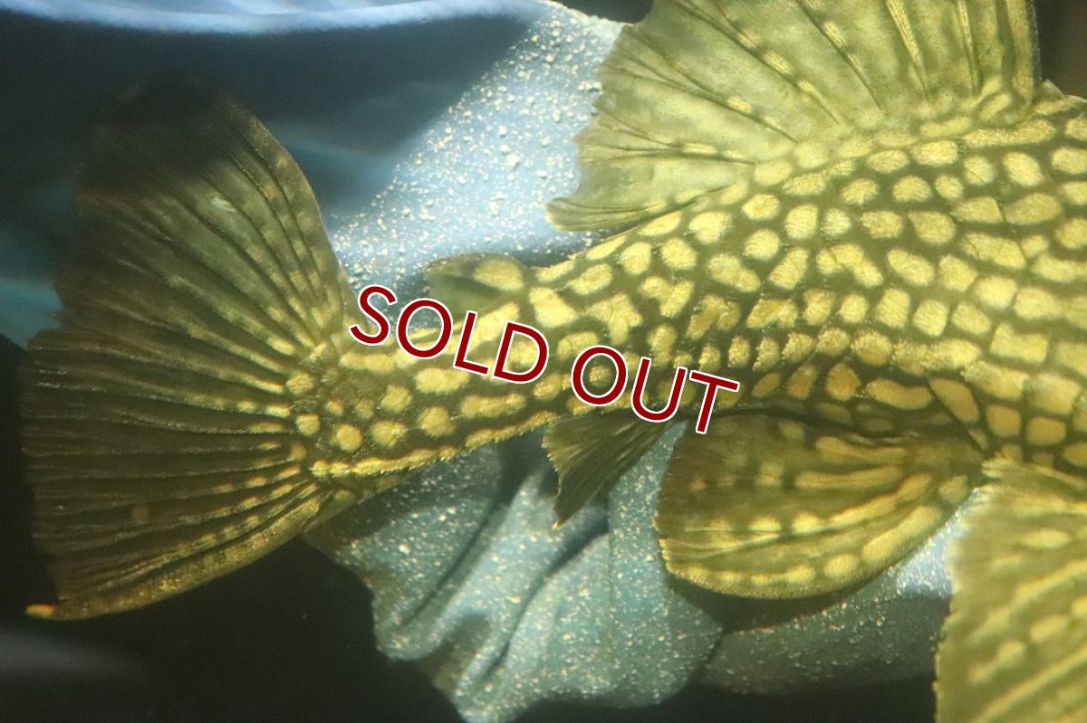 画像3: 【淡水魚】【通販】No1 大きめハーフポットロイヤルプレコ ワイルド【個体販売】(±22cm)(プレコ)(生体)(熱帯魚)NKP (3)