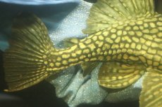 画像3: 【淡水魚】【通販】No1 大きめハーフポットロイヤルプレコ ワイルド【個体販売】(±22cm)(プレコ)(生体)(熱帯魚)NKP (3)
