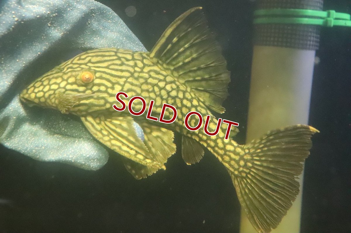 画像4: 【淡水魚】【通販】No1 大きめハーフポットロイヤルプレコ ワイルド【個体販売】(±22cm)(プレコ)(生体)(熱帯魚)NKP (4)