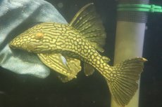 画像4: 【淡水魚】【通販】No1 大きめハーフポットロイヤルプレコ ワイルド【個体販売】(±22cm)(プレコ)(生体)(熱帯魚)NKP (4)