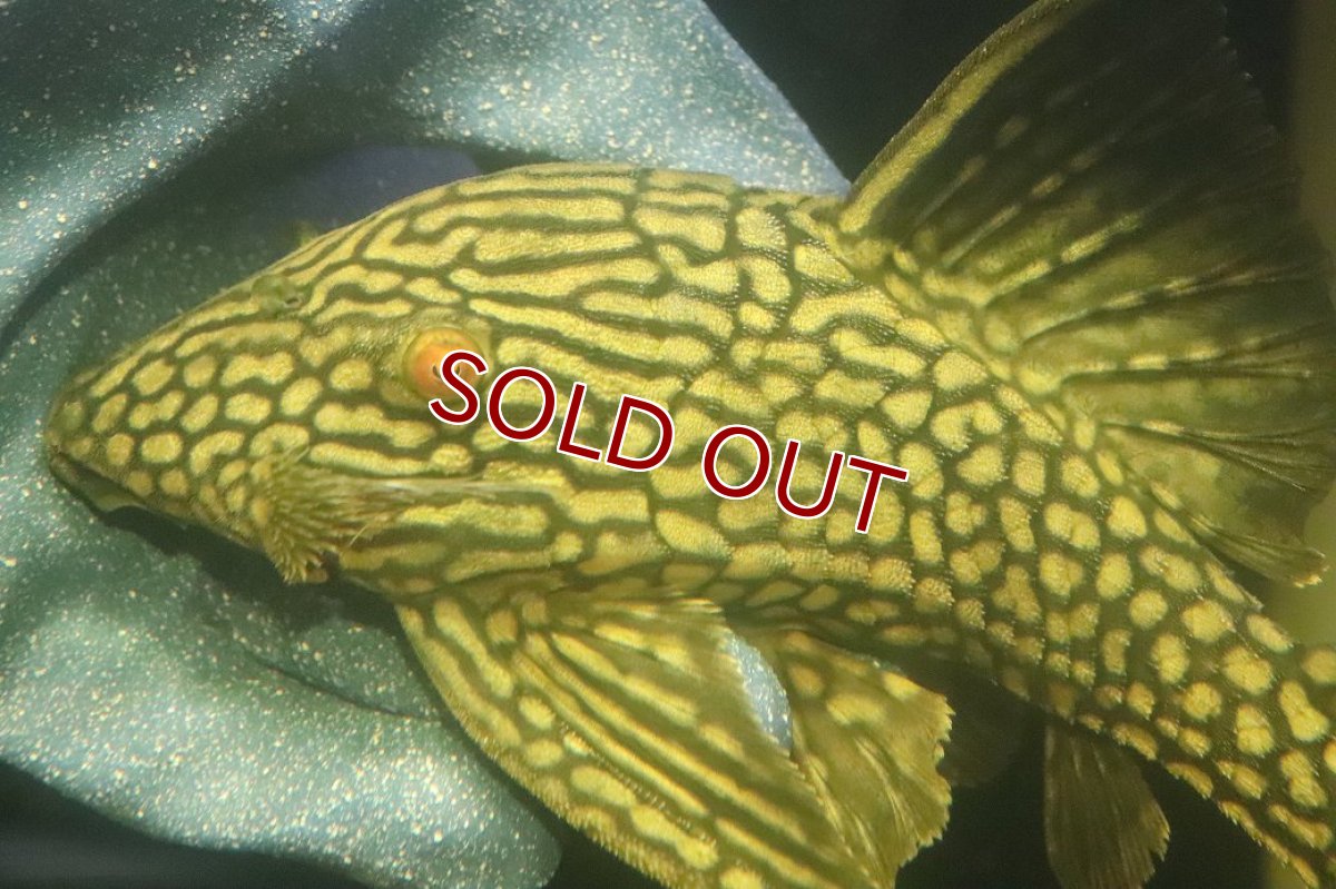 画像5: 【淡水魚】【通販】No1 大きめハーフポットロイヤルプレコ ワイルド【個体販売】(±22cm)(プレコ)(生体)(熱帯魚)NKP (5)