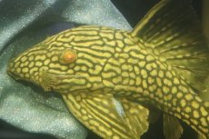 画像5: 【淡水魚】【通販】No1 大きめハーフポットロイヤルプレコ ワイルド【個体販売】(±22cm)(プレコ)(生体)(熱帯魚)NKP (5)
