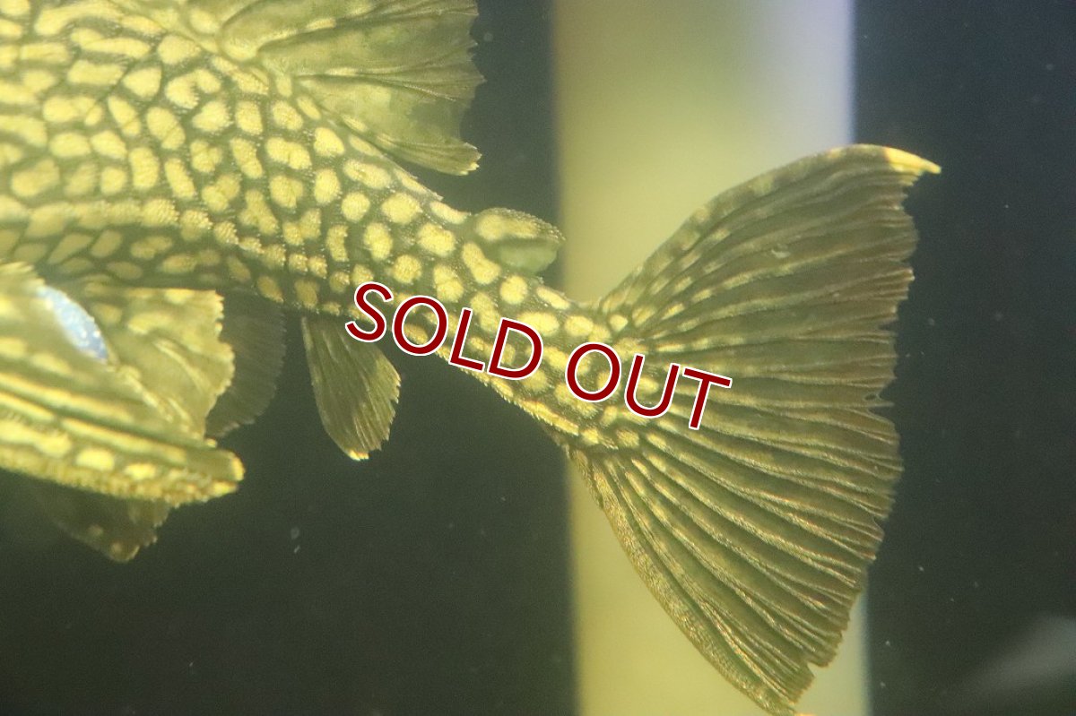 画像6: 【淡水魚】【通販】No1 大きめハーフポットロイヤルプレコ ワイルド【個体販売】(±22cm)(プレコ)(生体)(熱帯魚)NKP (6)