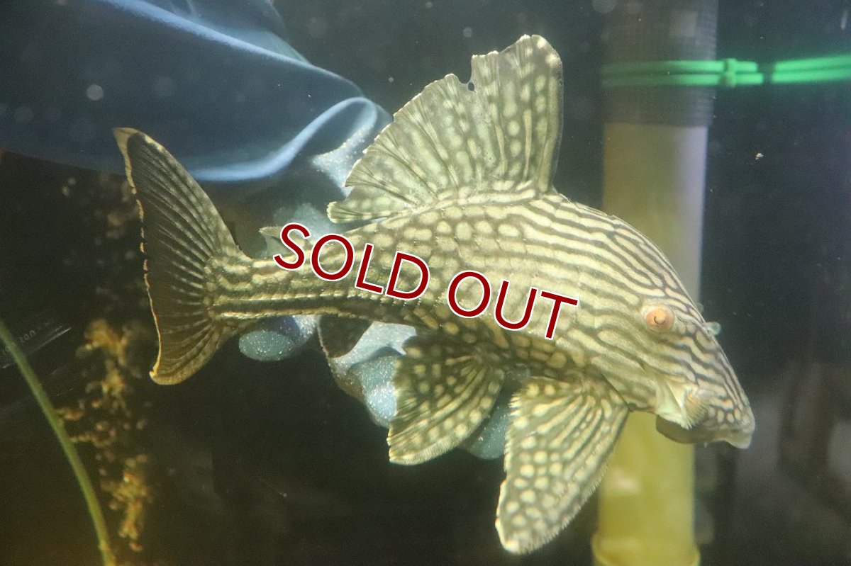 画像1: 【淡水魚】【通販】No2 大きめハーフポットロイヤルプレコ ワイルド【個体販売】(±24cm)(プレコ)(生体)(熱帯魚)NKP (1)