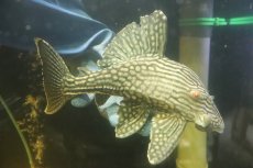 画像1: 【淡水魚】【通販】No2 大きめハーフポットロイヤルプレコ ワイルド【個体販売】(±24cm)(プレコ)(生体)(熱帯魚)NKP (1)