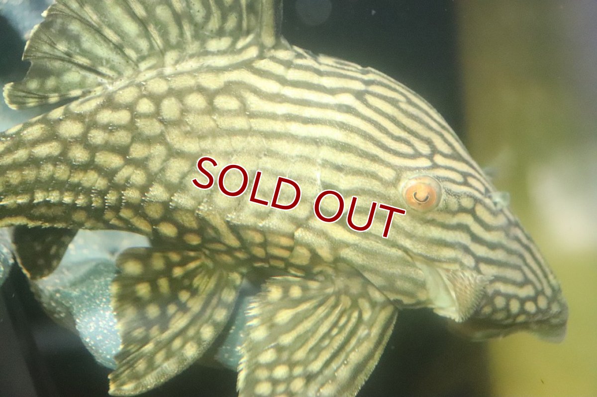 画像2: 【淡水魚】【通販】No2 大きめハーフポットロイヤルプレコ ワイルド【個体販売】(±24cm)(プレコ)(生体)(熱帯魚)NKP (2)