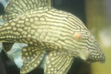 画像2: 【淡水魚】【通販】No2 大きめハーフポットロイヤルプレコ ワイルド【個体販売】(±24cm)(プレコ)(生体)(熱帯魚)NKP (2)
