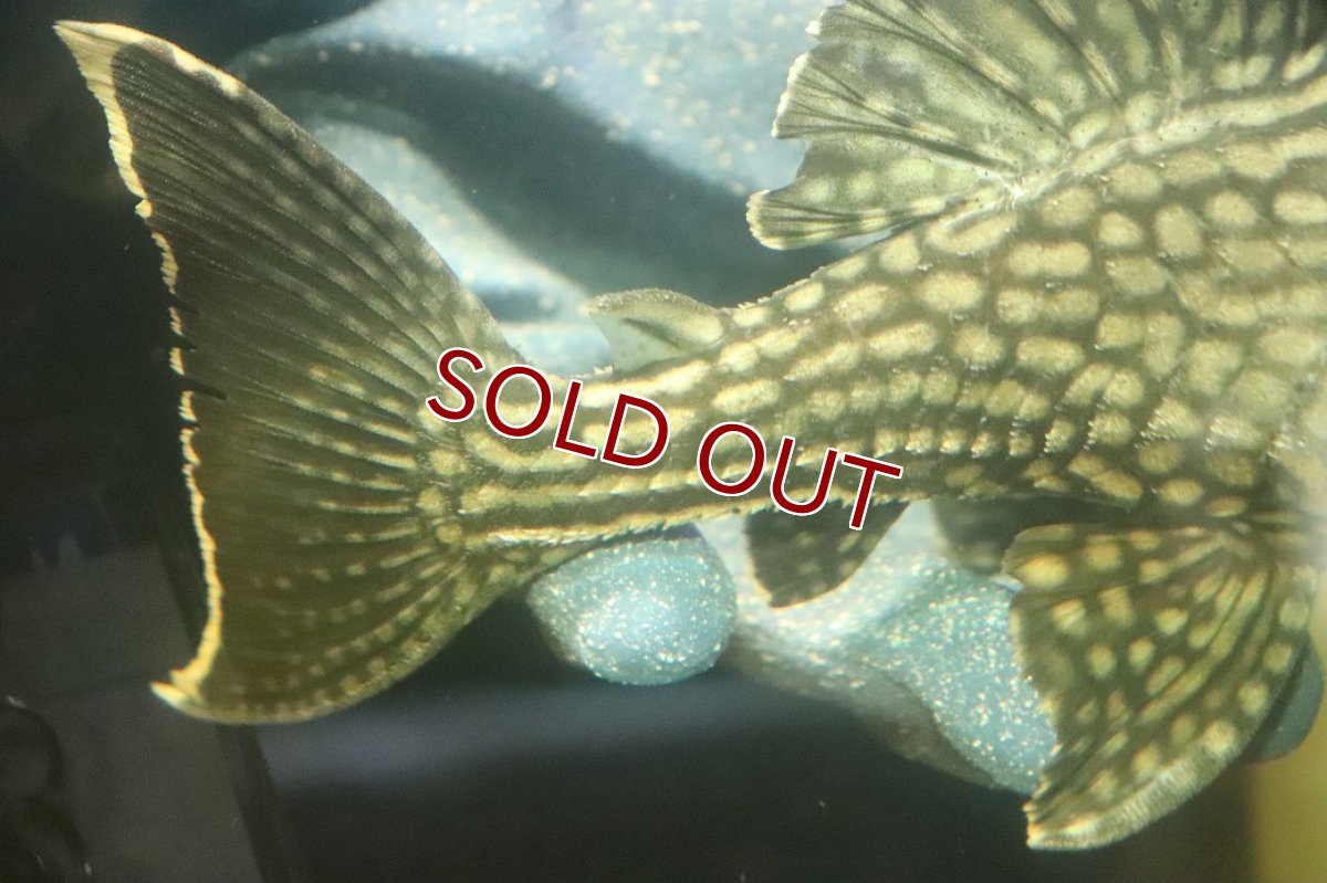 画像3: 【淡水魚】【通販】No2 大きめハーフポットロイヤルプレコ ワイルド【個体販売】(±24cm)(プレコ)(生体)(熱帯魚)NKP (3)