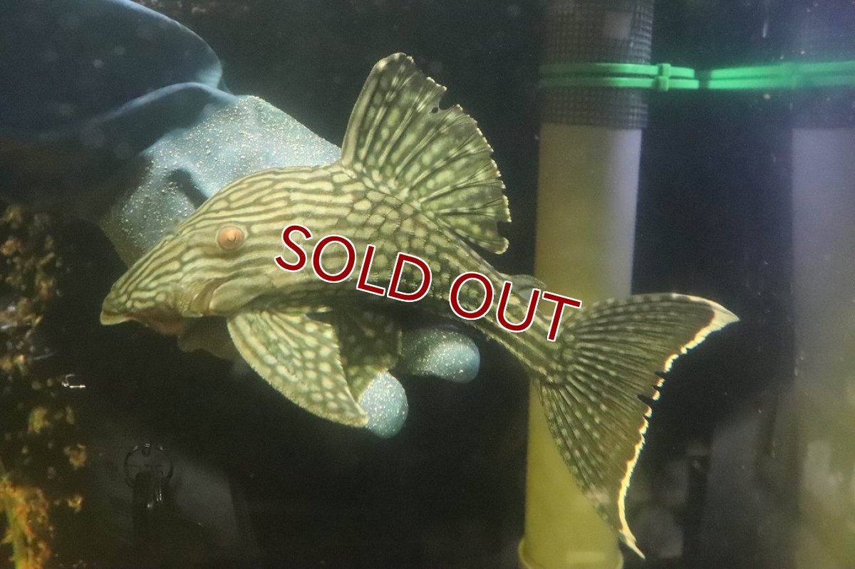 画像4: 【淡水魚】【通販】No2 大きめハーフポットロイヤルプレコ ワイルド【個体販売】(±24cm)(プレコ)(生体)(熱帯魚)NKP (4)