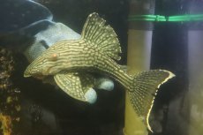 画像4: 【淡水魚】【通販】No2 大きめハーフポットロイヤルプレコ ワイルド【個体販売】(±24cm)(プレコ)(生体)(熱帯魚)NKP (4)