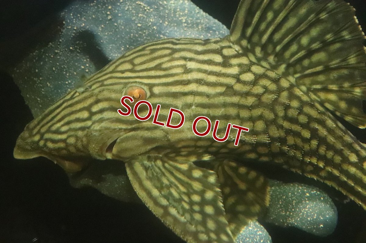 画像5: 【淡水魚】【通販】No2 大きめハーフポットロイヤルプレコ ワイルド【個体販売】(±24cm)(プレコ)(生体)(熱帯魚)NKP (5)