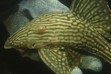 画像5: 【淡水魚】【通販】No2 大きめハーフポットロイヤルプレコ ワイルド【個体販売】(±24cm)(プレコ)(生体)(熱帯魚)NKP (5)