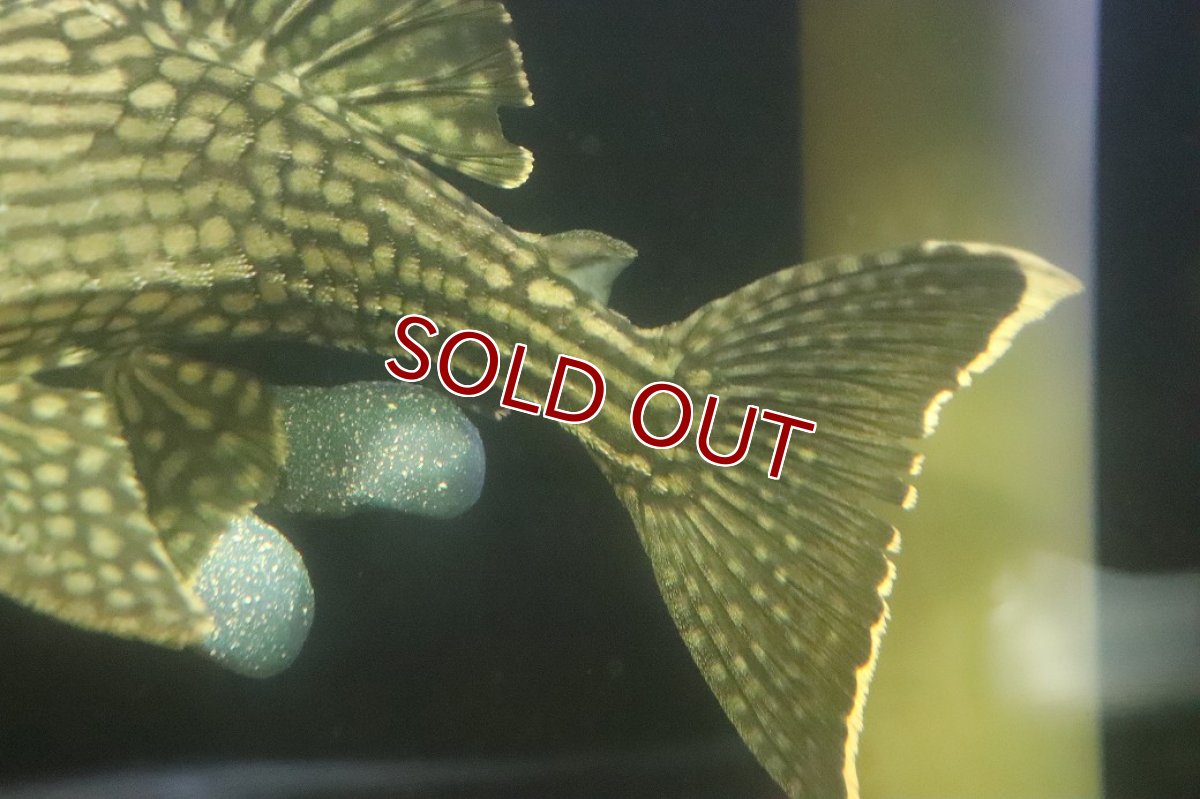 画像6: 【淡水魚】【通販】No2 大きめハーフポットロイヤルプレコ ワイルド【個体販売】(±24cm)(プレコ)(生体)(熱帯魚)NKP (6)