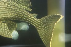 画像6: 【淡水魚】【通販】No2 大きめハーフポットロイヤルプレコ ワイルド【個体販売】(±24cm)(プレコ)(生体)(熱帯魚)NKP (6)