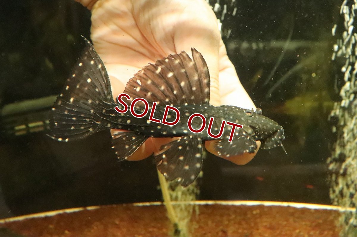 画像1: 【淡水魚】【通販】キングオブギャラクシートリムプレコ ワイルド【個体販売】(±12cm)(プレコ)(生体)(熱帯魚)NKP (1)