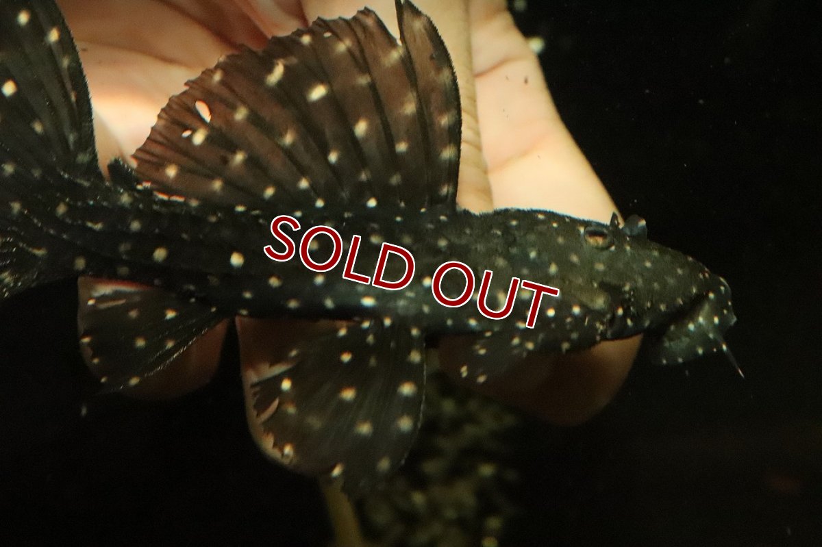 画像2: 【淡水魚】【通販】キングオブギャラクシートリムプレコ ワイルド【個体販売】(±12cm)(プレコ)(生体)(熱帯魚)NKP (2)