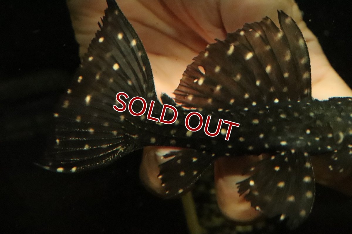 画像3: 【淡水魚】【通販】キングオブギャラクシートリムプレコ ワイルド【個体販売】(±12cm)(プレコ)(生体)(熱帯魚)NKP (3)