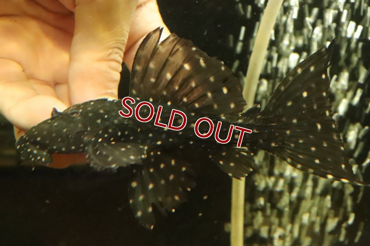 画像4: 【淡水魚】【通販】キングオブギャラクシートリムプレコ ワイルド【個体販売】(±12cm)(プレコ)(生体)(熱帯魚)NKP (4)