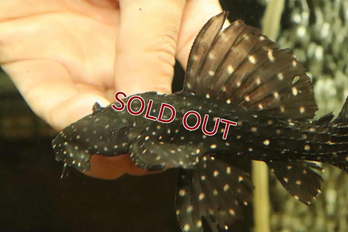 画像5: 【淡水魚】【通販】キングオブギャラクシートリムプレコ ワイルド【個体販売】(±12cm)(プレコ)(生体)(熱帯魚)NKP (5)