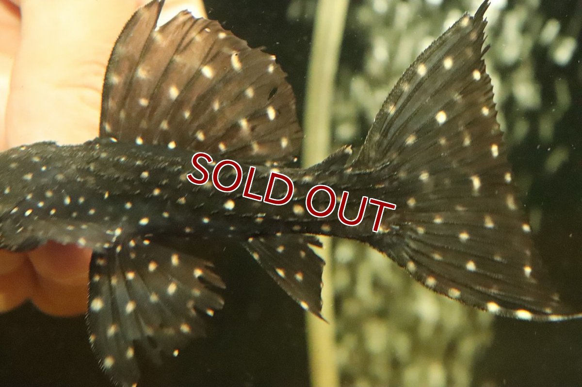 画像6: 【淡水魚】【通販】キングオブギャラクシートリムプレコ ワイルド【個体販売】(±12cm)(プレコ)(生体)(熱帯魚)NKP (6)