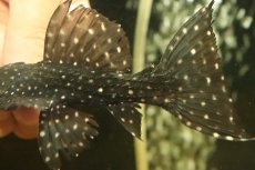 画像6: 【淡水魚】【通販】キングオブギャラクシートリムプレコ ワイルド【個体販売】(±12cm)(プレコ)(生体)(熱帯魚)NKP (6)