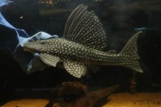 画像1: 【淡水魚】【通販】大特価 ローズスポットアンジェリアスプレコ ワイルド【個体販売】(±28cm)(プレコ)(生体)(熱帯魚)NKP (1)