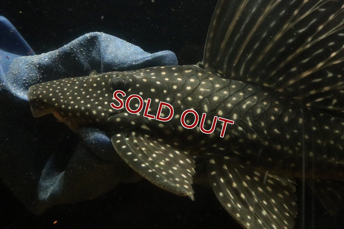 画像2: 【10%OFF対象商品30周年セール】【淡水魚】【通販】今回限定爆安 大特価 ローズスポットアンジェリアスプレコ ワイルド【個体販売】(±28cm)(プレコ)(生体)(熱帯魚)NKP (2)