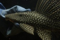 画像2: 【淡水魚】【通販】大特価 ローズスポットアンジェリアスプレコ ワイルド【個体販売】(±28cm)(プレコ)(生体)(熱帯魚)NKP (2)