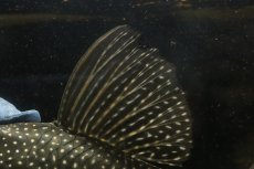 画像3: 【淡水魚】【通販】大特価 ローズスポットアンジェリアスプレコ ワイルド【個体販売】(±28cm)(プレコ)(生体)(熱帯魚)NKP (3)