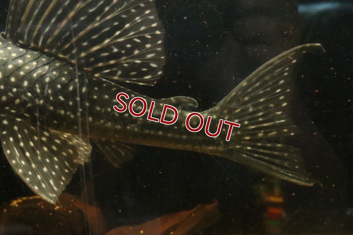 画像4: 【10%OFF対象商品30周年セール】【淡水魚】【通販】今回限定爆安 大特価 ローズスポットアンジェリアスプレコ ワイルド【個体販売】(±28cm)(プレコ)(生体)(熱帯魚)NKP (4)