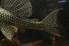 画像4: 【淡水魚】【通販】大特価 ローズスポットアンジェリアスプレコ ワイルド【個体販売】(±28cm)(プレコ)(生体)(熱帯魚)NKP (4)