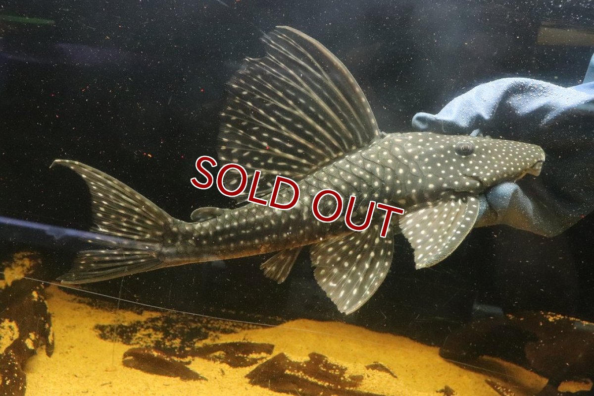 画像5: 【10%OFF対象商品30周年セール】【淡水魚】【通販】今回限定爆安 大特価 ローズスポットアンジェリアスプレコ ワイルド【個体販売】(±28cm)(プレコ)(生体)(熱帯魚)NKP (5)