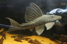 画像5: 【淡水魚】【通販】大特価 ローズスポットアンジェリアスプレコ ワイルド【個体販売】(±28cm)(プレコ)(生体)(熱帯魚)NKP (5)