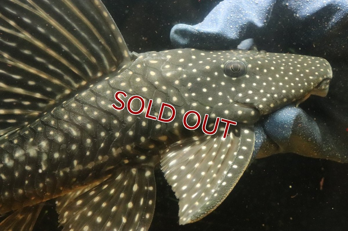画像6: 【10%OFF対象商品30周年セール】【淡水魚】【通販】今回限定爆安 大特価 ローズスポットアンジェリアスプレコ ワイルド【個体販売】(±28cm)(プレコ)(生体)(熱帯魚)NKP (6)