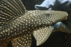 画像6: 【淡水魚】【通販】大特価 ローズスポットアンジェリアスプレコ ワイルド【個体販売】(±28cm)(プレコ)(生体)(熱帯魚)NKP (6)