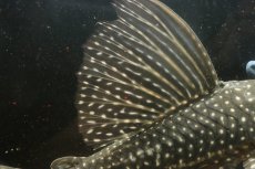 画像7: 【淡水魚】【通販】大特価 ローズスポットアンジェリアスプレコ ワイルド【個体販売】(±28cm)(プレコ)(生体)(熱帯魚)NKP (7)